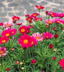 Kopretina Robinson růžová směs - Tanacetum coccineum - semena kopretiny - 100 ks