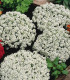 Tařicovka Snow Crystal - Lobularia maritima - semena tařicovky - 200 ks