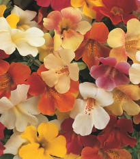 Kejklířka zkřížená Magic Mix F1 - Mimulus hybridus - semena kejklířky - 50 ks
