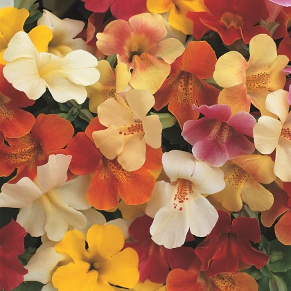 Kejklířka zkřížená Magic Mix F1 - Mimulus hybridus - semena kejklířky - 50 ks