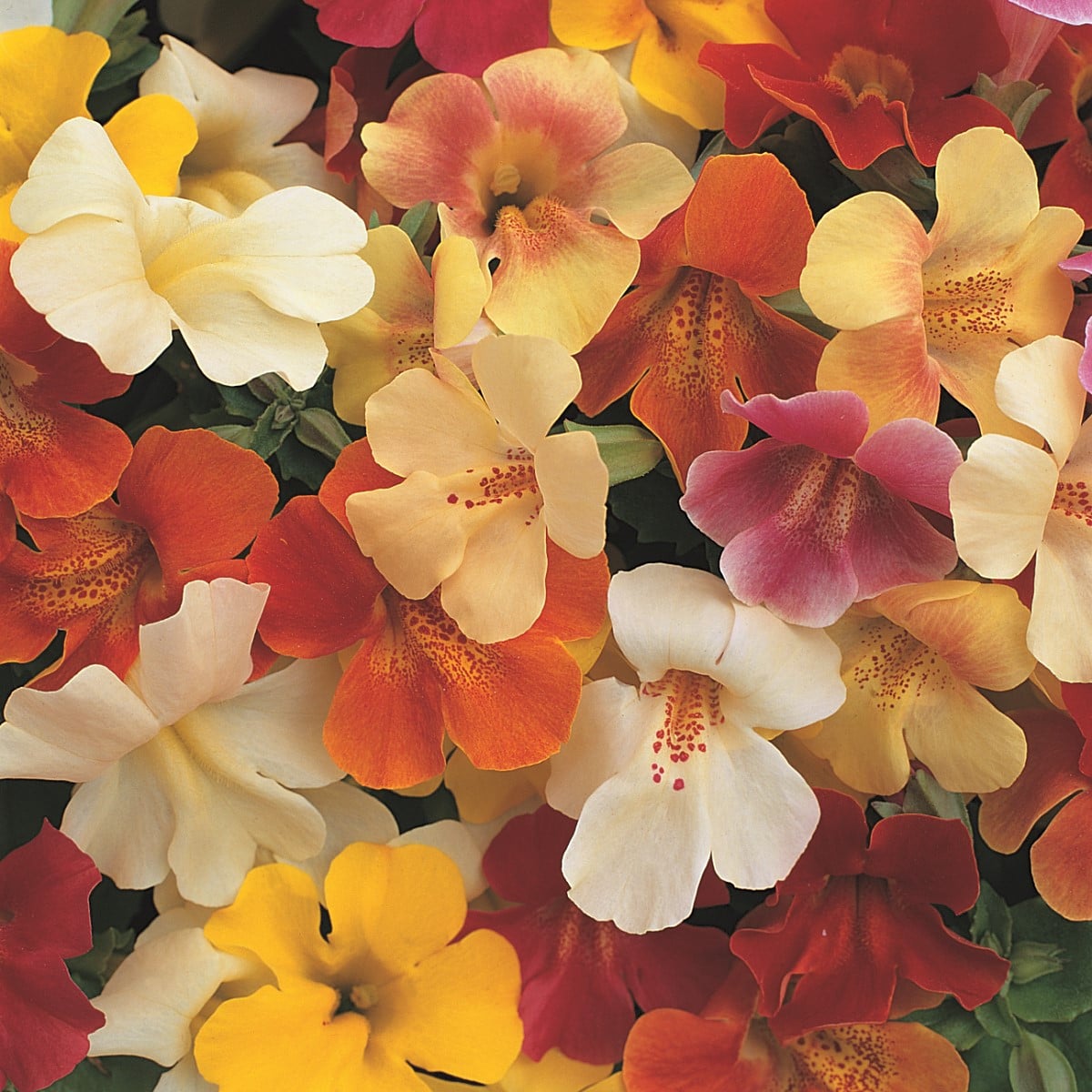 Kejklířka zkřížená Magic Mix F1 - Mimulus hybridus - semena kejklířky - 50 ks