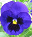 Maceška Schweizer Riesen Alpensee - Viola wittrockiana - semena macešky - 200 ks
