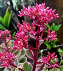 Rozchodník pochybný Voodoo - Sedum spurium - semena rozchodníku - 50 ks