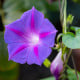 BIO Povíjnice fialová - Ipomoea purpurea - bio semena povíjnice - 30 ks