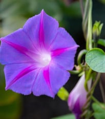 BIO Povíjnice fialová - Ipomoea purpurea - bio semena povíjnice - 30 ks
