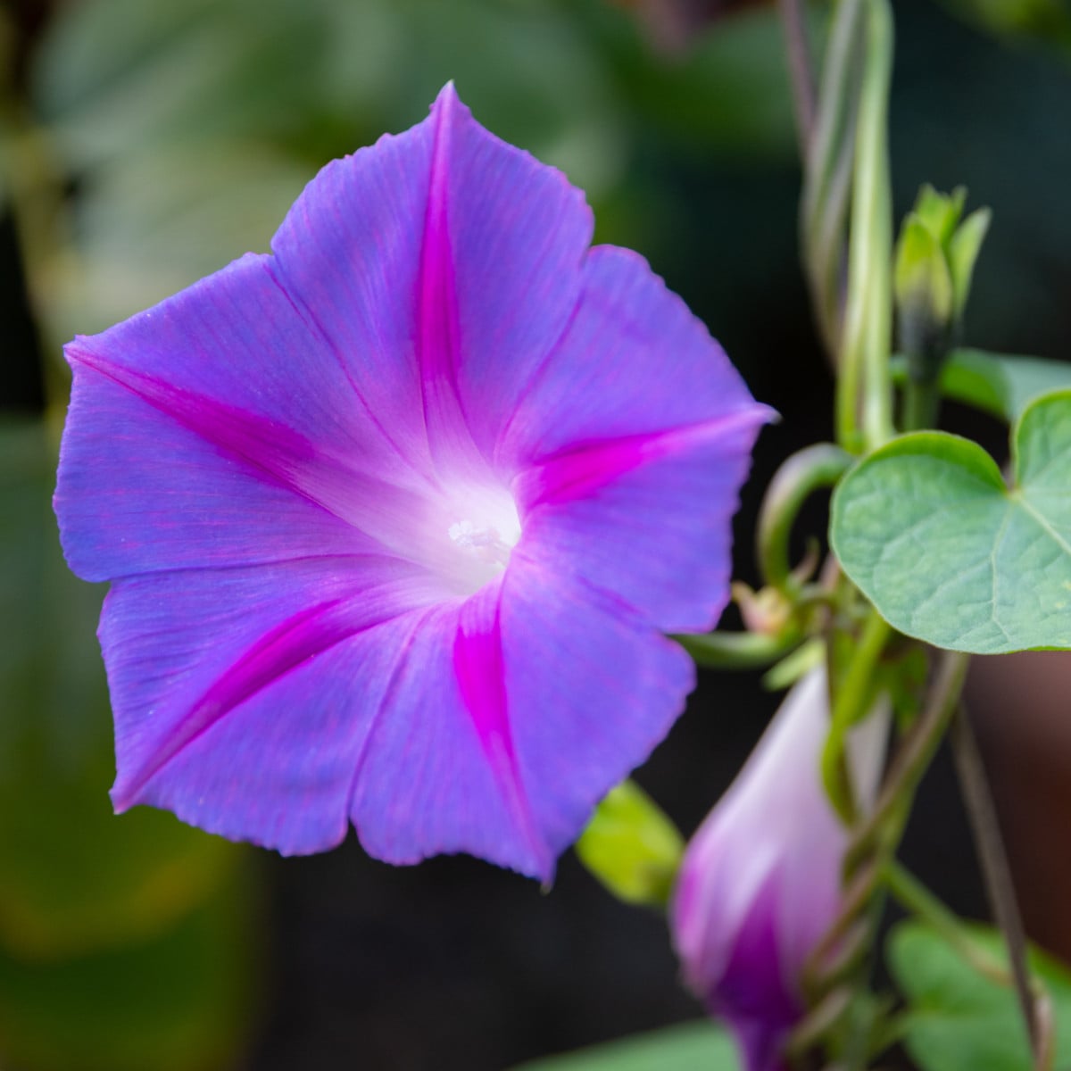 BIO Povíjnice fialová - Ipomoea purpurea - bio semena povíjnice - 30 ks