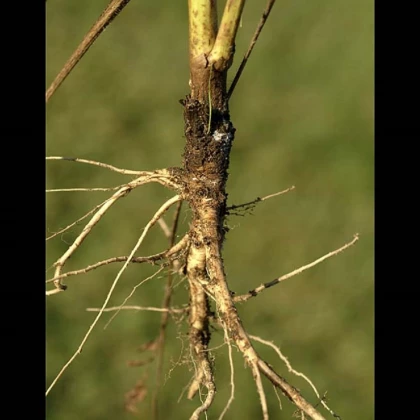 Mrkev Wildform - Daucus carota - semena mrkve - 250 ks