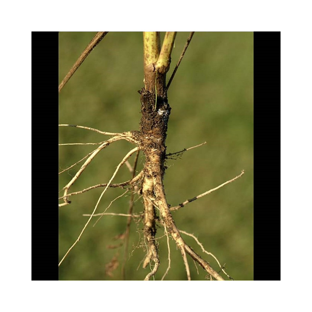 Mrkev Wildform - Daucus carota - semena mrkve - 250 ks