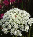 Mrkev Wildform - Daucus carota - semena mrkve - 250 ks
