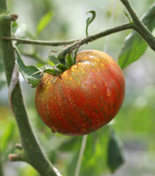 BIO Rajče Tigerella - Solanum lycopersicum - semena - 6 ks