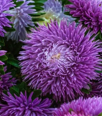 Astra čínská Princess Scharlach - Callistephus chinensis - semena astry - 50 ks