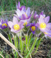 Koniklec alpinský Bells Violet - Pulsatilla alpina - semena koniklece - 20 ks
