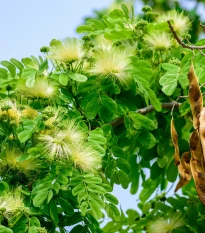 Albízie - Albizia lebbeck - semena albízie - 4 ks