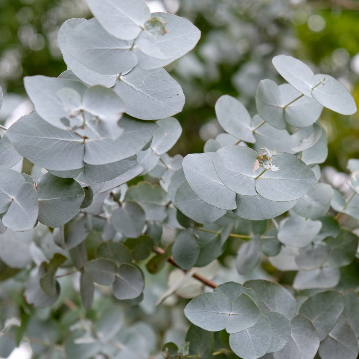 Eukalyptus - Eucalyptus cinerea - semena eukalyptu - 8 ks