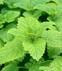 Meduňka Limoncello - Melissa officinalis - semena meduňky - 20 ks