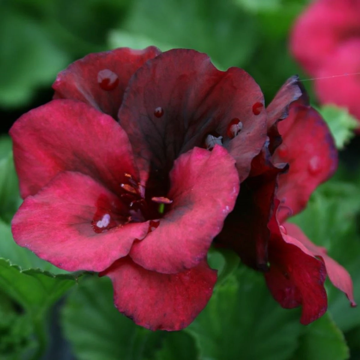 Muškát páskatý Black Velvet Violet F1 - Pelargonium zonale - semena muškátu - 6 ks