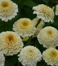 Ostálka Zinderella White - Zinnia elegans - semena ostálky - 20 ks