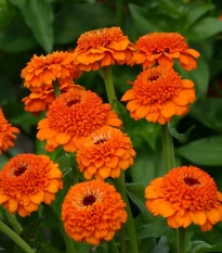 Ostálka Zinderella Orange - Zinnia elegans - semena ostálky - 20 ks