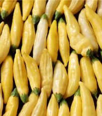 Chilli Lemon Drop - Capsicum baccatum - semena chilli - 7 ks