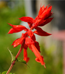Šalvěj šarlatová Lady in Red - Salvia coccinea - semena šalvěje - 10 ks