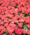 Begónie Big Red Green Leaf F1 - Begonia benariensis - semena begónie - 8 ks