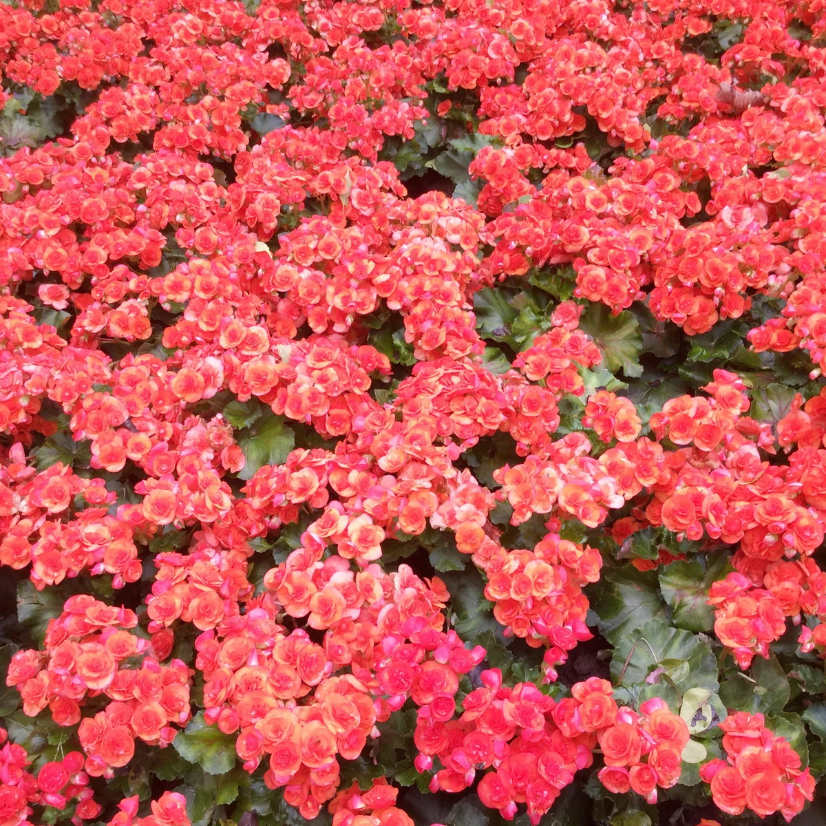 Begónie Big Red Green Leaf F1 - Begonia benariensis - semena begónie - 8 ks