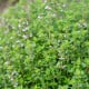 Tymián francouzský letní - Thymus vulgaris - semena tymiánu - 100 ks