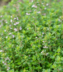 Tymián francouzský letní - Thymus vulgaris - semena tymiánu - 100 ks