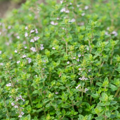 Tymián francouzský letní - Thymus vulgaris - semena tymiánu - 50 ks