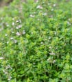 Tymián francouzský letní - Thymus vulgaris - semena tymiánu - 100 ks