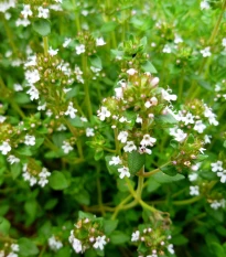 Tymián Orangelo - Thymus vulgaris - semena tymiánu - 40 ks