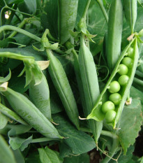 Hrách dřeňový Premium - Pisum sativum - semena hrachu - 80 ks