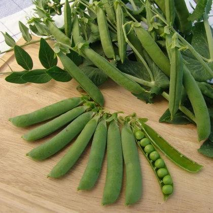 Hrách dřeňový Ambassador - Pisum sativum - semena hrachu - 45 ks