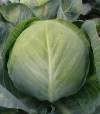 Zelí bílé hlávkové Aros F1 - Brassica oleracea - semena zelí - 100 ks