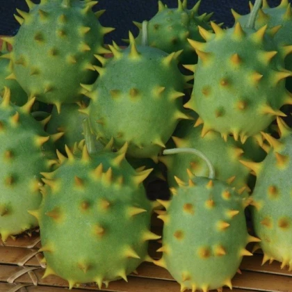 Okurka okrasná - Cucumis species - semena okurky - 6 ks