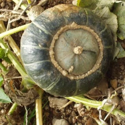Tykev velkoplodá - rostlina Cucurbita maxima - prodej semen tykve - 10 ks