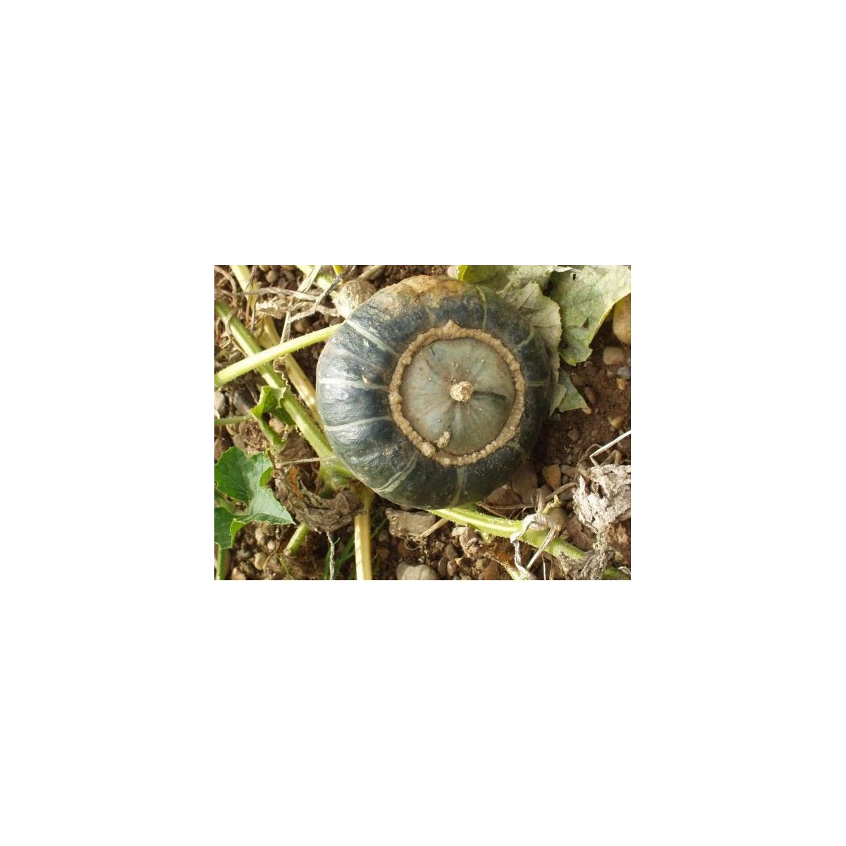 Tykev velkoplodá - rostlina Cucurbita maxima - prodej semen tykve - 10 ks