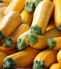 Cuketa Atena F1 - Cucurbita pepo - semena cukety - 10 ks