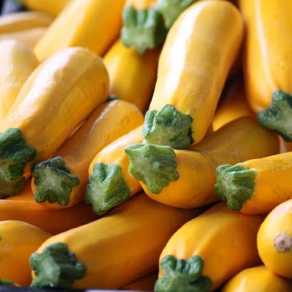 Cuketa Atena F1 - Cucurbita pepo - semena cukety - 10 ks