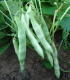 Fazole keříčková Dalmatin - Phaseolus vulgaris - semena fazole - 15 ks