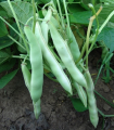 Fazole keříčková Dalmatin - Phaseolus vulgaris - semena fazole - 15 ks
