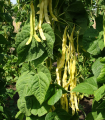 Fazol pnoucí Goldmarie - Phaseolus vulgaris - semena fazolu - 15 ks