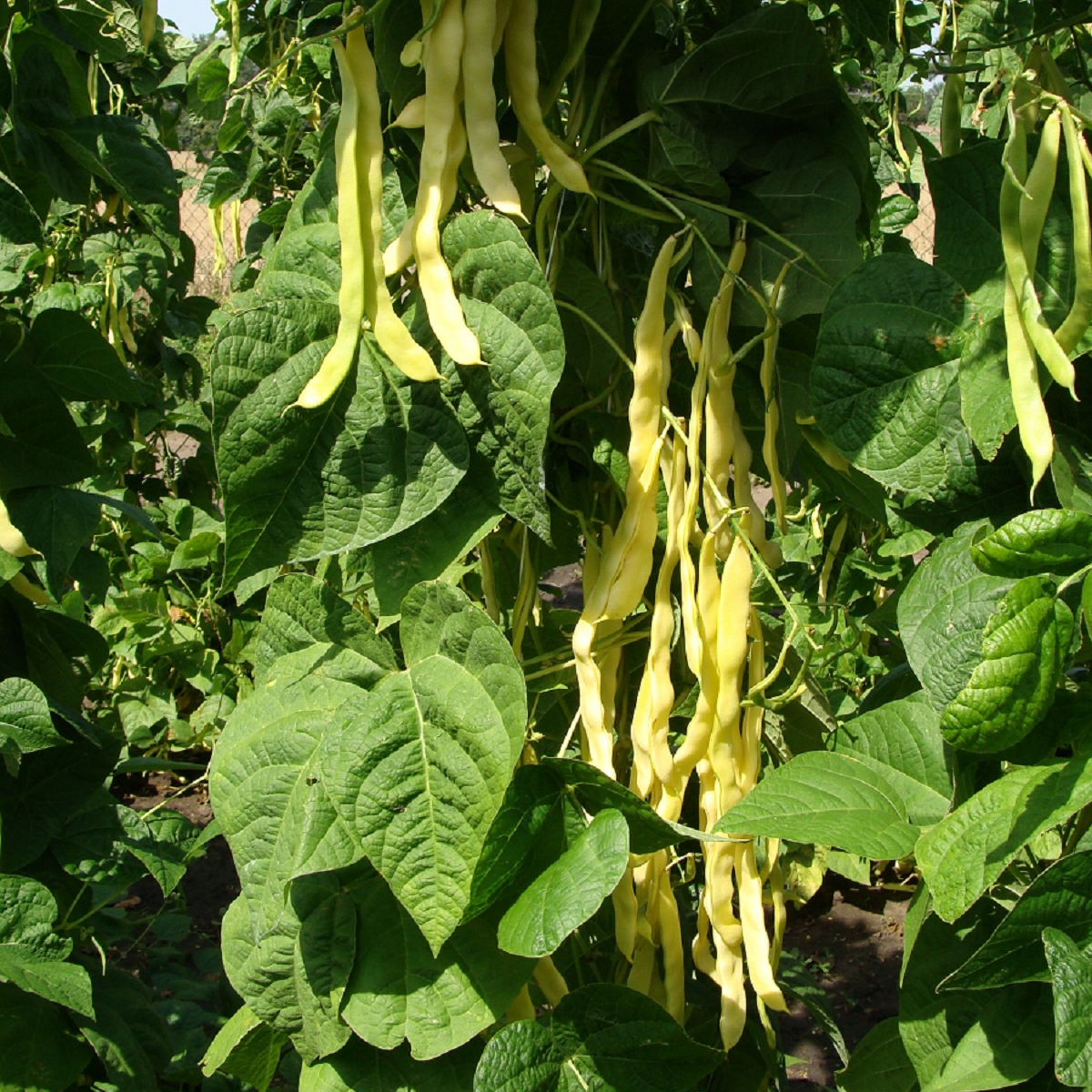 Fazol pnoucí Goldmarie - Phaseolus vulgaris - semena fazolu - 15 ks