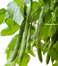 Fazole keříčková Filetty - Phaseolus vulgaris var. nanus - semena fazole - 20 ks
