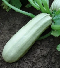Cuketa Kveta - Cucurbita pepo - semena cukety - 10 ks