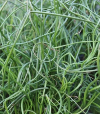 Sítina rozkladitá Spiralis - Juncus effusus - semena sítiny - 20 ks