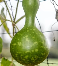 Lagenárie Froggy - Lagenaria siceraria - semena lagenárie - 6 ks