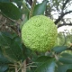 Maklura oranžová - Maclura pomifera - semena maklury - 5 ks