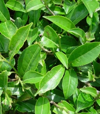 Black Tea Tree - Melaleuca bracteata - semena čajovníku - 20 ks