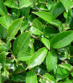 Black Tea Tree - Melaleuca bracteata - semena čajovníku - 20 ks